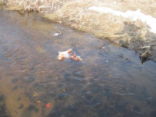 Grafika #7: 21.03.2011 - Witamy wiosnę!