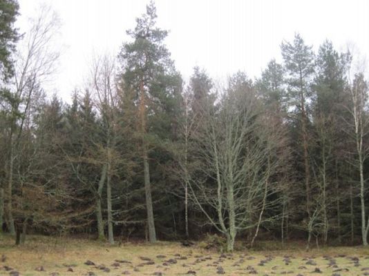 Grafika #6: 14.04.2011 - Wycieczka do lasu