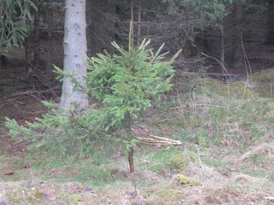 Grafika #8: 14.04.2011 - Wycieczka do lasu