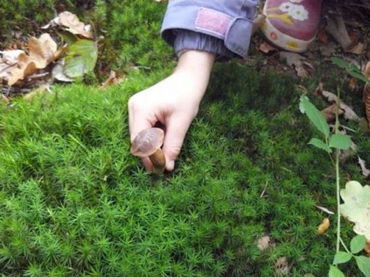 Grafika #55: 29.09.2011 - Wycieczka do lasu - Zbieramy jesienne dary