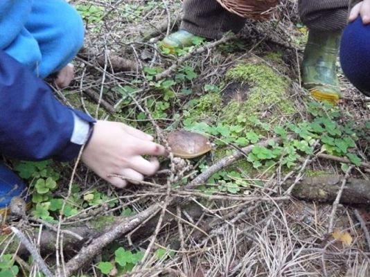 Grafika #70: 29.09.2011 - Wycieczka do lasu - Zbieramy jesienne dary