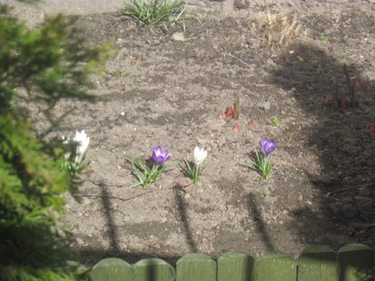 Grafika #33: 21.03.2012 - Żegnamy zimę , witamy wiosnę !