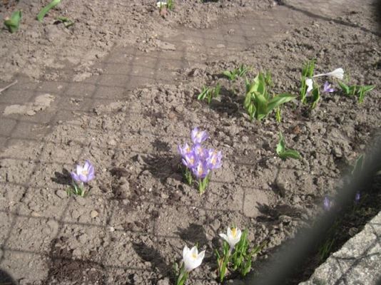 Grafika #34: 21.03.2012 - Żegnamy zimę , witamy wiosnę !