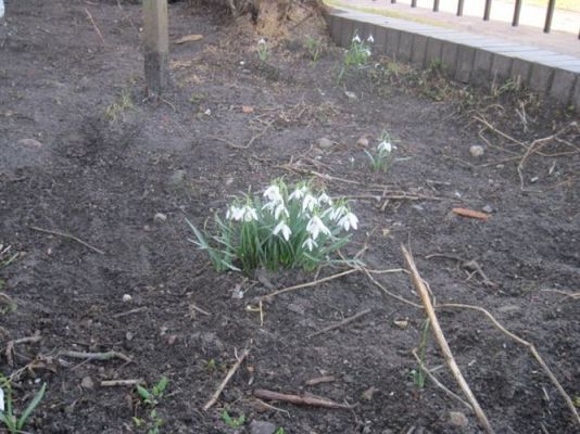 Grafika #38: 21.03.2012 - Żegnamy zimę , witamy wiosnę !