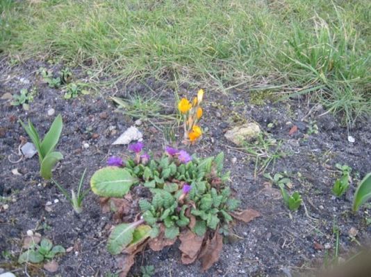 Grafika #39: 21.03.2012 - Żegnamy zimę , witamy wiosnę !