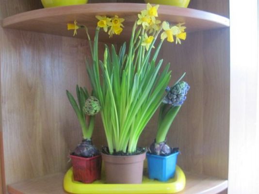 Grafika #0: 20.03.2012 - W oczekiwaniu na wiosnę