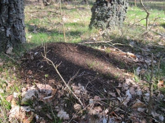 Grafika #24: 24.04.2012 - Wycieczka do leśniczówki w Stęknicy