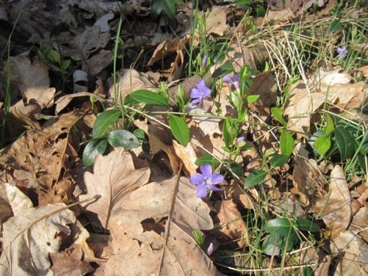 Grafika #30: 24.04.2012 - Wycieczka do leśniczówki w Stęknicy