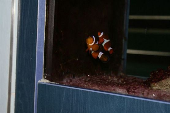 Grafika #14: 04.06.2012 - Wycieczka do Oceanarium w Gdyni cz.II