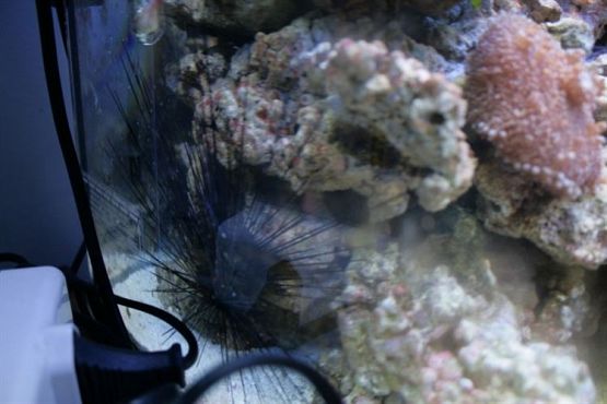 Grafika #37: 04.06.2012 - Wycieczka do Oceanarium w Gdyni cz.II