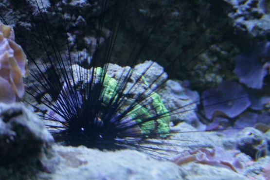 Grafika #70: 04.06.2012 - Wycieczka do Oceanarium w Gdyni cz.II