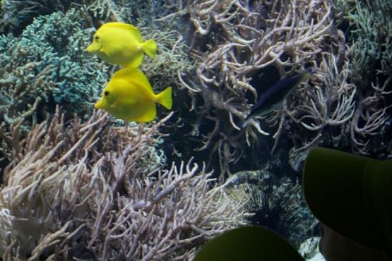 Grafika #72: 04.06.2012 - Wycieczka do Oceanarium w Gdyni cz.II