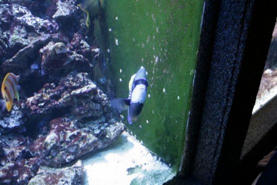 Grafika #74: 04.06.2012 - Wycieczka do Oceanarium w Gdyni cz.II