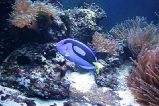 Grafika #75: 04.06.2012 - Wycieczka do Oceanarium w Gdyni cz.II