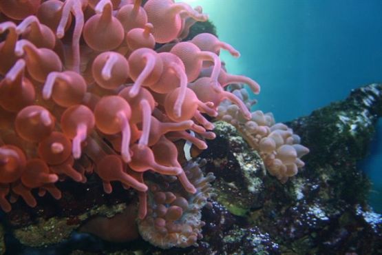 Grafika #77: 04.06.2012 - Wycieczka do Oceanarium w Gdyni cz.II