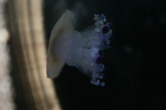 Grafika #78: 04.06.2012 - Wycieczka do Oceanarium w Gdyni cz.II