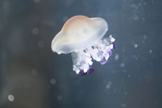 Grafika #79: 04.06.2012 - Wycieczka do Oceanarium w Gdyni cz.II