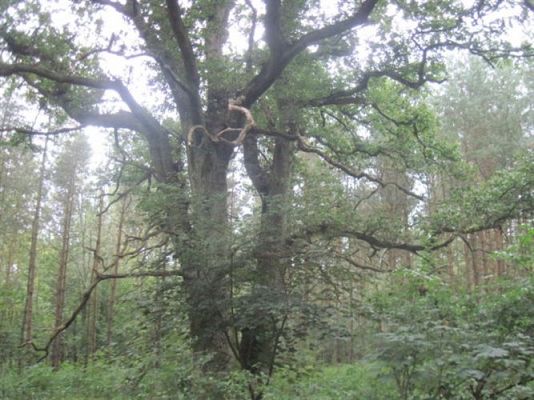 Grafika #10: 27.09.2012 - Wycieczka do lasu