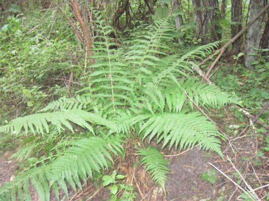 Grafika #13: 27.09.2012 - Wycieczka do lasu