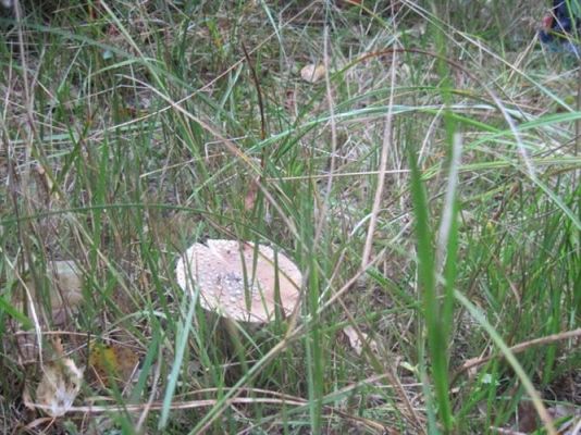 Grafika #17: 27.09.2012 - Wycieczka do lasu