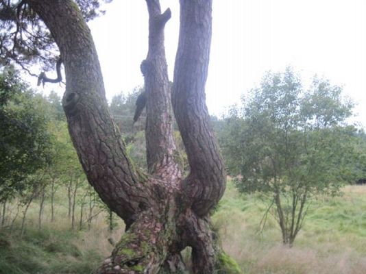 Grafika #18: 27.09.2012 - Wycieczka do lasu