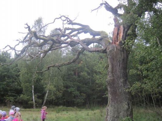 Grafika #22: 27.09.2012 - Wycieczka do lasu