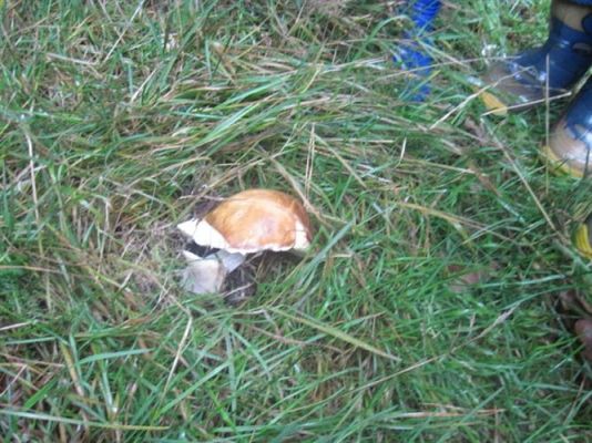 Grafika #33: 27.09.2012 - Wycieczka do lasu