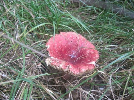 Grafika #35: 27.09.2012 - Wycieczka do lasu