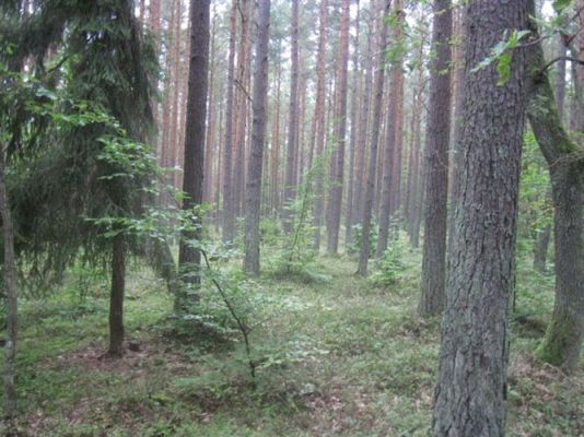 Grafika #38: 27.09.2012 - Wycieczka do lasu