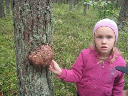 Grafika #39: 27.09.2012 - Wycieczka do lasu