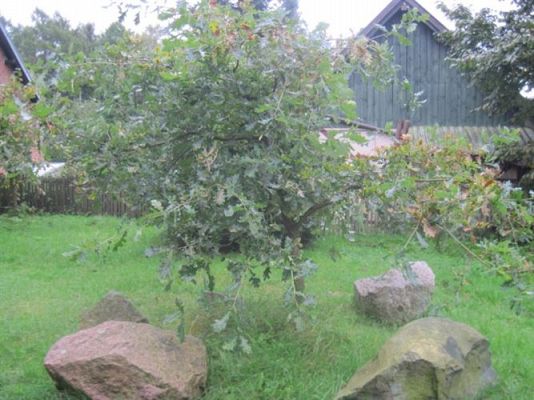 Grafika #45: 27.09.2012 - Wycieczka do lasu