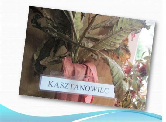 Grafika #32: Jesienne kąciki przyrody