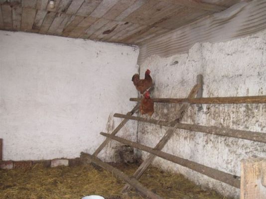 Grafika #5: 19.04.2013 - Maluszki podglądają kury w kurniku