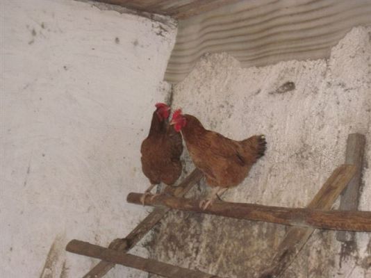 Grafika #6: 19.04.2013 - Maluszki podglądają kury w kurniku