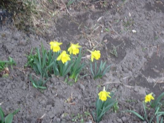 Grafika #13: 19.04.2013 - Maluszki podglądają kury w kurniku