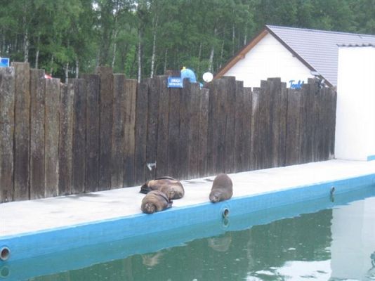 Grafika #11: 04.06.2013 - Wycieczka do Sea Parku w Sarbsku