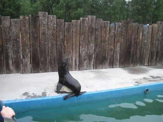 Grafika #59: 04.06.2013 - Wycieczka do Sea Parku w Sarbsku