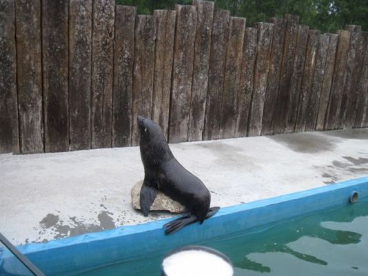 Grafika #60: 04.06.2013 - Wycieczka do Sea Parku w Sarbsku