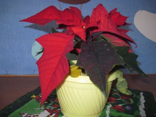 Grafika #10: Dekoracje świąteczne