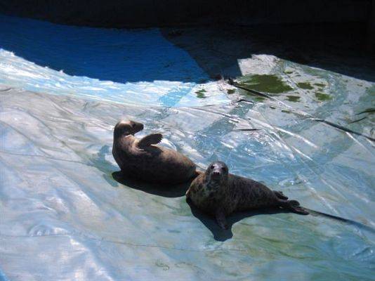 Grafika #23: 24.04.2014 - Wycieczka do Sea Parku w Sarbsku