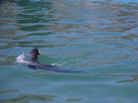 Grafika #31: 24.04.2014 - Wycieczka do Sea Parku w Sarbsku