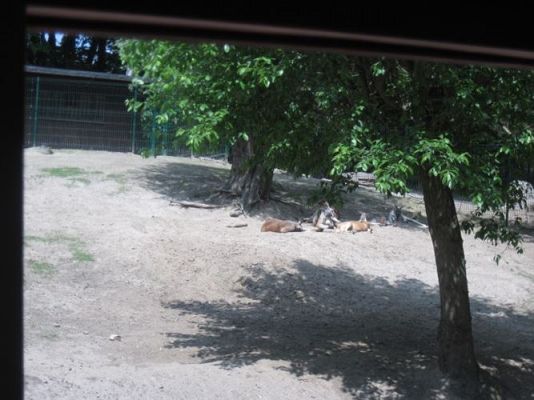 Grafika #13: 05.06.2014 - Wycieczka do ZOO cz. II