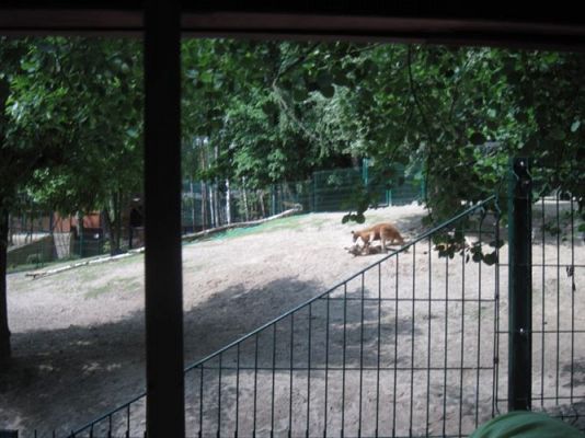 Grafika #14: 05.06.2014 - Wycieczka do ZOO cz. II