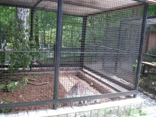 Grafika #15: 05.06.2014 - Wycieczka do ZOO cz. II