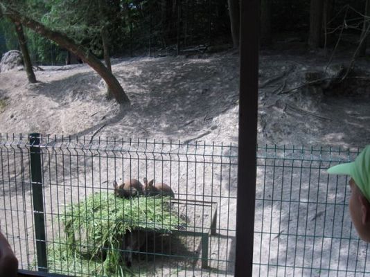 Grafika #16: 05.06.2014 - Wycieczka do ZOO cz. II