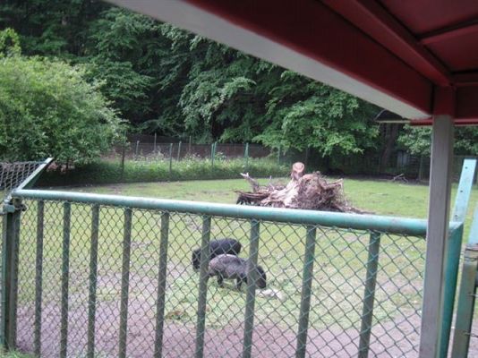 Grafika #21: 05.06.2014 - Wycieczka do ZOO cz. II