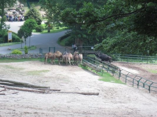 Grafika #24: 05.06.2014 - Wycieczka do ZOO cz. II