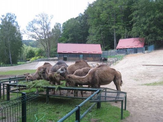Grafika #26: 05.06.2014 - Wycieczka do ZOO cz. II