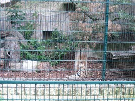 Grafika #33: 05.06.2014 - Wycieczka do ZOO cz. II