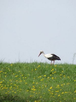 Grafika #17: 05.05.2015 - Spotkanie ze Strażakami